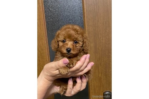 成約済の兵庫県のティーカッププードル-347663の3枚目